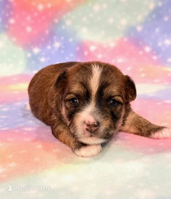 Kimber – Morkie puppy for sale in Hawarden, IA