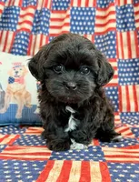 Dexter, a male Shihpoo for sale in Hawarden, IA – 1 of 9