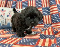 Dexter, a male Shihpoo for sale in Hawarden, IA – 5 of 9