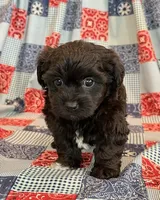 Dunkin, a male Shihpoo for sale in Hawarden, IA – 4 of 9