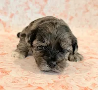 Freckles, a female Shihpoo for sale in Hawarden, IA – 9 of 9