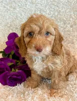 Ellie, a female Cockapoo for sale in Hawarden, IA – 7 of 10