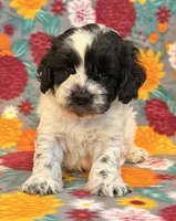 Ranger, a male Cockapoo for sale in Hawarden, IA – 3 of 6