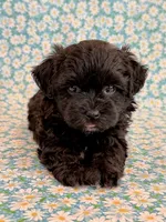 Dakotah, a male Shihpoo for sale in Hawarden, IA – 1 of 10