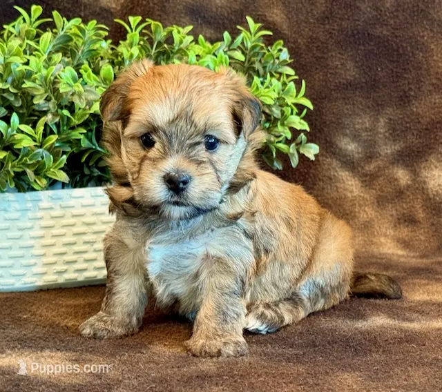 Kato – Morkie puppy for sale in Hawarden, IA