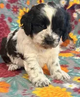 Ranger, a male Cockapoo for sale in Hawarden, IA – 2 of 6