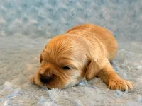 Lester, a male Cockapoo for sale in Hawarden, IA – 5 of 6
