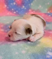 Shiloh, a male Mal Shi for sale in Hawarden, IA – 6 of 8