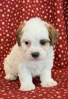 Diego, a male Shihpoo for sale in Hawarden, IA – 4 of 10