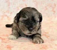 Freckles, a female Shihpoo for sale in Hawarden, IA – 8 of 9