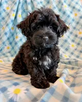 Jeb, a male Yorkipoo for sale in Hawarden, IA – 7 of 10