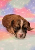 Kimber, a female Morkie for sale in Hawarden, IA – 7 of 8