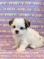 Pearl, a female Mal Shi for sale in Hawarden, IA – 4 of 10