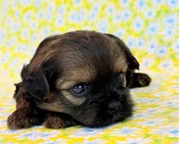 Flirt, a female Shihpoo for sale in Hawarden, IA – 5 of 9
