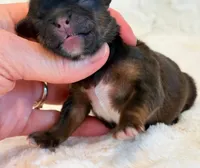 Oakley, a male Shorkie for sale in Hawarden, IA – 2 of 5