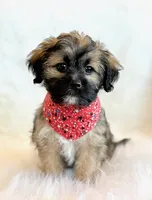 Spencer, a male Shihpoo for sale in Hawarden, IA – 6 of 10