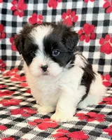 Herbie, a male Mal Shi for sale in Hawarden, IA – 5 of 7