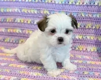 Pearl, a female Mal Shi for sale in Hawarden, IA – 9 of 10