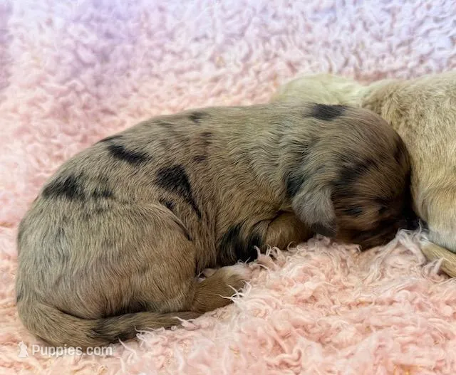 EmmyLou – Cockapoo puppy for sale in Hawarden, IA