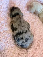 EmmyLou, a female Cockapoo for sale in Hawarden, IA – Photo 2 of 3