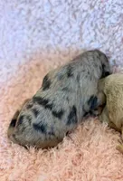 EmmyLou, a female Cockapoo for sale in Hawarden, IA – Photo 3 of 3