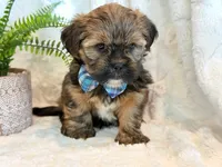 Oakley, a male Shorkie for sale in Hawarden, IA – 5 of 10