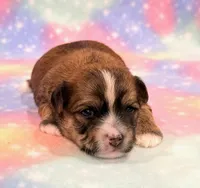 Kimber, a female Morkie for sale in Hawarden, IA – 8 of 8