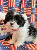 Baylor, a male Mal Shi for sale in Hawarden, IA – 8 of 9