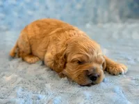 Leo, a male Cockapoo for sale in Hawarden, IA – 6 of 6