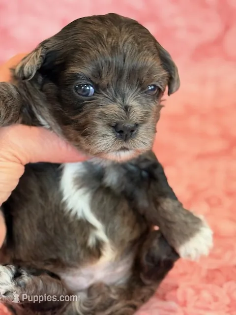 Fergie – Shihpoo puppy for sale in Hawarden, IA