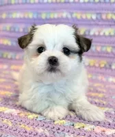 Pearl, a female Mal Shi for sale in Hawarden, IA – 5 of 10