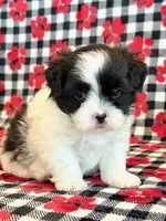 Herbie, a male Mal Shi for sale in Hawarden, IA – 7 of 7
