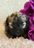 Skye, a female Shihpoo for sale in Hawarden, IA – Photo 10 of 10