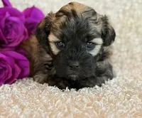 Skye, a female Shihpoo for sale in Hawarden, IA – Photo 7 of 10