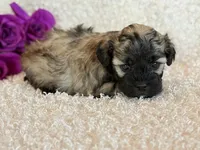 Skye, a female Shihpoo for sale in Hawarden, IA – Photo 5 of 10