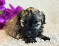 Skye, a female Shihpoo for sale in Hawarden, IA – Photo 1 of 10