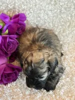 Skye, a female Shihpoo for sale in Hawarden, IA – Photo 8 of 10