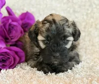 Skye, a female Shihpoo for sale in Hawarden, IA – Photo 4 of 10
