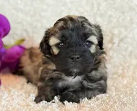 Skye, a female Shihpoo for sale in Hawarden, IA – Photo 2 of 10