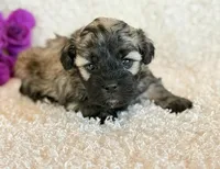 Skye, a female Shihpoo for sale in Hawarden, IA – Photo 3 of 10