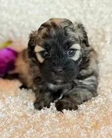 Skye, a female Shihpoo for sale in Hawarden, IA – Photo 9 of 10