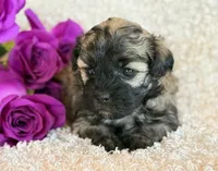 Skye, a female Shihpoo for sale in Hawarden, IA – Photo 6 of 10