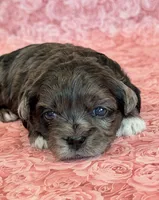Fergie, a female Shihpoo for sale in Hawarden, IA – 7 of 8