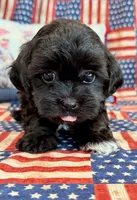 Dexter, a male Shihpoo for sale in Hawarden, IA – 9 of 9