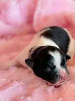 Bella, a female Mal Shi for sale in Hawarden, IA – Photo 2 of 7