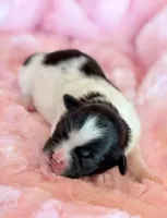 Bella, a female Mal Shi for sale in Hawarden, IA – Photo 5 of 7