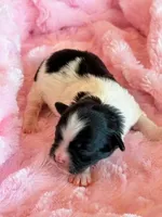 Bella, a female Mal Shi for sale in Hawarden, IA – Photo 3 of 7