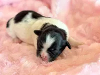 Bella, a female Mal Shi for sale in Hawarden, IA – Photo 1 of 7