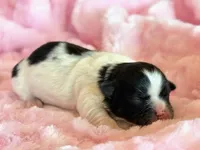 Bella, a female Mal Shi for sale in Hawarden, IA – Photo 6 of 7