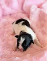 Bella, a female Mal Shi for sale in Hawarden, IA – Photo 4 of 7